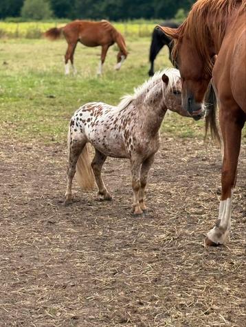 Appaloosa denkhengst beschikbaar voor biedingen