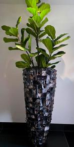 NIEUW UNIEK GROTE SCHELPENVAAS KUNST FICUS ERIC ERIK KUSTER, Huis en Inrichting, Ophalen, Nieuw