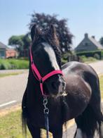 Mellow Tinker, Ophalen, Paard, Beeldje of Figuurtje