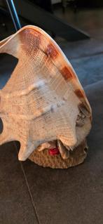 Schelp, Ophalen of Verzenden, Zo goed als nieuw