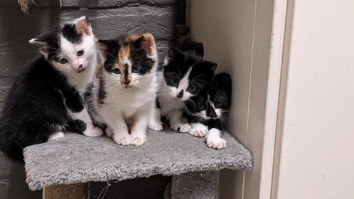 Leuke speelse kittens , lapje en 3 zwart witjes, Dieren en Toebehoren, Katten en Kittens | Overige Katten, Kortharig, Poes, 0 tot 2 jaar