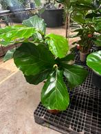 Ficus lyrata – Op stam – 120cm, Ophalen, Ficus, 100 tot 150 cm, Halfschaduw