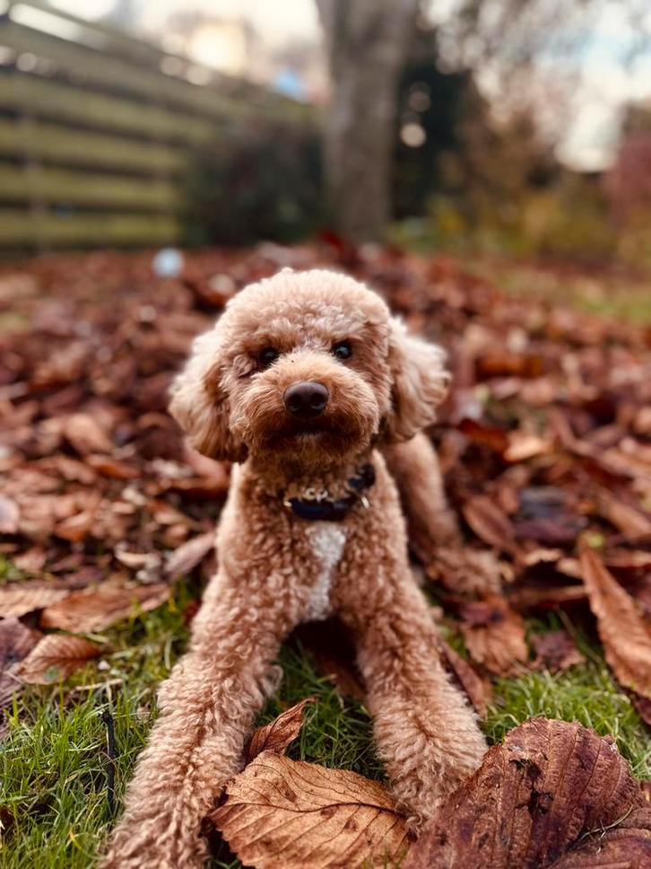 Allerliefste dekreu Bear! NIET TE KOOP, Dieren en Toebehoren, Honden | Dekreuen, Reu, Particulier, Eén hond, Buitenland, 1 tot 2 jaar
