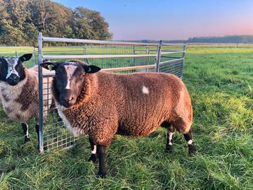 Zeer mooie grote zwart bonte ram donkere dekram dek ram beschikbaar voor biedingen