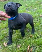 Prachtig nest pitbull pups - mogen nest verlaten!, Dieren en Toebehoren, Overige rassen, 8 tot 15 weken, Meerdere, Meerdere dieren