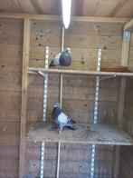 Valenciano Kroppers, Dieren en Toebehoren, Vogels | Duiven, Meerdere dieren, Kropper
