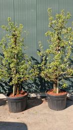 Boom Pyrus Conference 40 jaar oud, Tuin en Terras, Planten | Bomen, Lente, 100 tot 250 cm, Volle zon, In pot