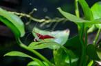 Prachtige originele White spot Sulawesi - Caridina shrimp, Dieren en Toebehoren, Kreeft, Krab of Garnaal, Zoetwatervis