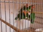 Jonge agapornis fischeri zuivere wildkleur vogels., Dieren en Toebehoren, Geslacht onbekend, Dwergpapegaai of Agapornis, Tam