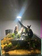 Wabi Kusa Bio Tank 32x32x14 cm incl. LED, Dieren en Toebehoren, Vissen | Aquariumvissen, Slak of Weekdier, Zoetwatervis, Schoolvis