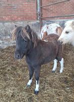 3 veulens te koop!, Meerdere dieren