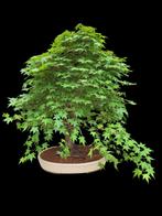 Bonsai acer palmatum, Bloeit niet, Halfschaduw, Overige soorten, Minder dan 100 cm
