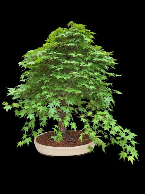 Bonsai acer palmatum, Tuin en Terras, Planten | Bomen, Overige soorten, Minder dan 100 cm, Halfschaduw, Bloeit niet, In pot, Ophalen
