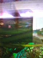 Endler guppies, Vis