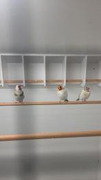 Majoor  putters  eumo 2025, Dieren en Toebehoren, Vrouwelijk, Wildzangvogel