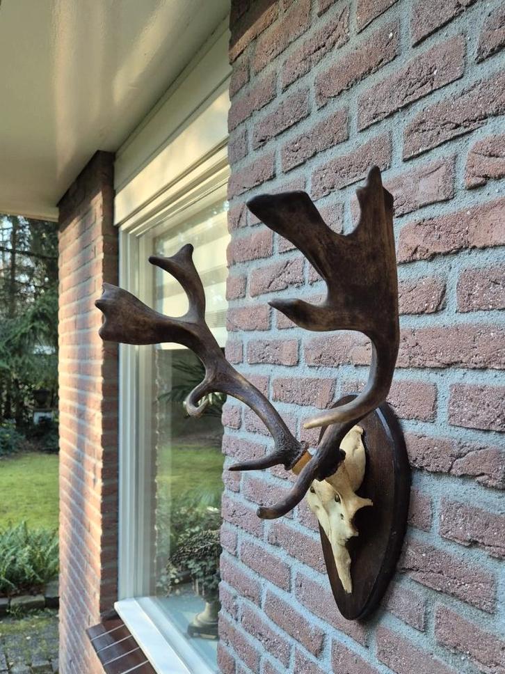 Mooi Compact Damhert Gewei Taxidermie Mancave e76, Verzamelen, Dierenverzamelingen, Gebruikt, Gewei of Kop, Hert, Ophalen