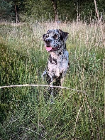 Leopard / merle Labrador reu ter dekking aangeboden beschikbaar voor biedingen
