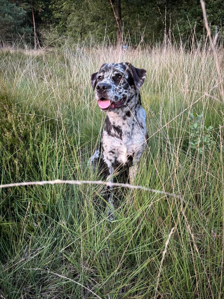 Leopard / merle Labrador reu ter dekking aangeboden, Dieren en Toebehoren, Honden | Dekreuen, Reu, Particulier, Eén hond, Nederland