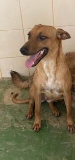 HzH-INDIA, leuk meisje zoekt lief baasje, Particulier, Rabiës (hondsdolheid), Buitenland, Teef