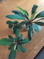 Madagaskar jewel, Huis en Inrichting, Ophalen, Overige soorten, Minder dan 100 cm