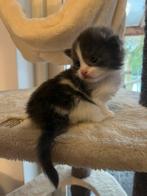 Maine Coon kittens, Meerdere dieren, Gechipt, 0 tot 2 jaar