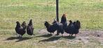 Barnevelder kippen, Dieren en Toebehoren, Pluimvee, Meerdere dieren, Kip