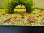 Vuur Neocaridina garnalen | Red Cherry shrimp, Dieren en Toebehoren, Vissen | Aquariumvissen, Kreeft, Krab of Garnaal