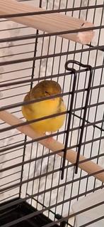 Gloster man fluit prachtig, Mannelijk