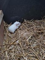 Cavia beertjes, Dieren en Toebehoren, Knaagdieren, December, Mannelijk, Cavia