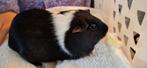 Twee lieve kindvriendelijke cavia zeugjes met verplast kooi, Dieren en Toebehoren, Knaagdieren, Cavia, April, Vrouwelijk, Tam