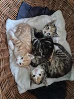 Super mooi kittens, Dieren en Toebehoren, Katten en Kittens | Overige Katten, Meerdere dieren, 0 tot 2 jaar