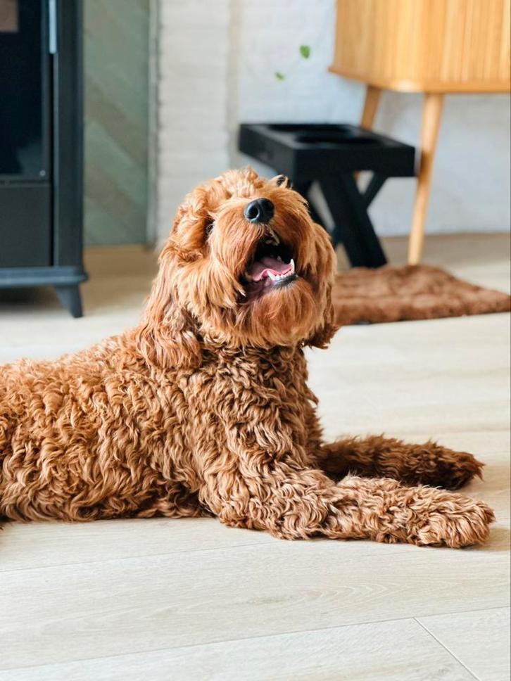 Labradoodle dekreu, Dieren en Toebehoren, Honden | Retrievers, Spaniëls en Waterhonden, Reu, Overige rassen, Particulier, Eén hond