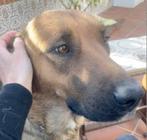 HzH-HILDA, mooie dame verdient nu eindelijk wat geluk!, Dieren en Toebehoren, Honden | Herdershonden en Veedrijvers, Particulier