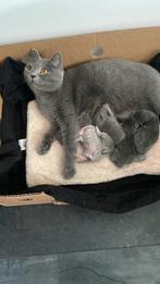 Raszuivere Britskorthaar kittens, Dieren en Toebehoren, Katten en Kittens | Raskatten | Korthaar