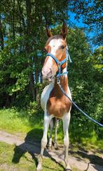 Prachtige bonte 2 jarige merrie bijzonder gekleurd, Dieren en Toebehoren, Paarden, Merrie, 160 tot 165 cm, 3 tot 6 jaar