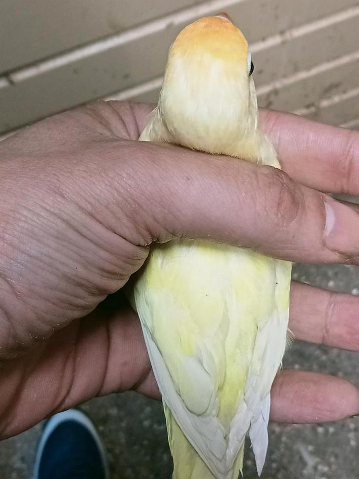 Prachtige piep jonge agapornis fisheri crème split INO man, Dieren en Toebehoren, Vogels | Parkieten en Papegaaien, Dwergpapegaai of Agapornis