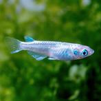Jonge medaka rijstvisjes, Dieren en Toebehoren, Vissen | Aquariumvissen, Vis
