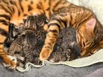 Kruising benegaal kittens, Dieren en Toebehoren, Katten en Kittens | Raskatten | Korthaar, Meerdere dieren, Gechipt, 0 tot 2 jaar