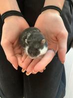 Zwarte/wit gevlekt Russische dwerghamster man 6 maanden oud, Mannelijk, Hamster