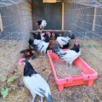 Mooie lakenvelder/sabelpoot haantjes, Dieren en Toebehoren, Pluimvee, Mannelijk, Kip