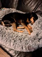 Dwergpincher, Rabiës (hondsdolheid), 15 weken tot 1 jaar, Eén hond, Nederland
