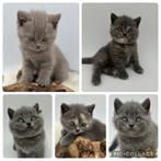 Unieke brits korthaar kittens raszuiver Lilac & Blauw(Crème), Dieren en Toebehoren, Katten en Kittens | Raskatten | Korthaar, Meerdere dieren