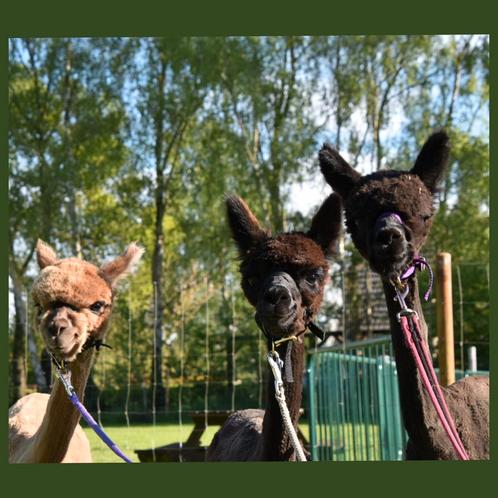 Alpaca merries en hengst: tam en halstermak, Dieren en Toebehoren, Overige Dieren, Vrouwelijk, Na 1 juli 2024
