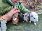 Cuy reuzencavia zeugje mag verhuizen grijs agouti crestet, Dieren en Toebehoren, December, Vrouwelijk, Cavia