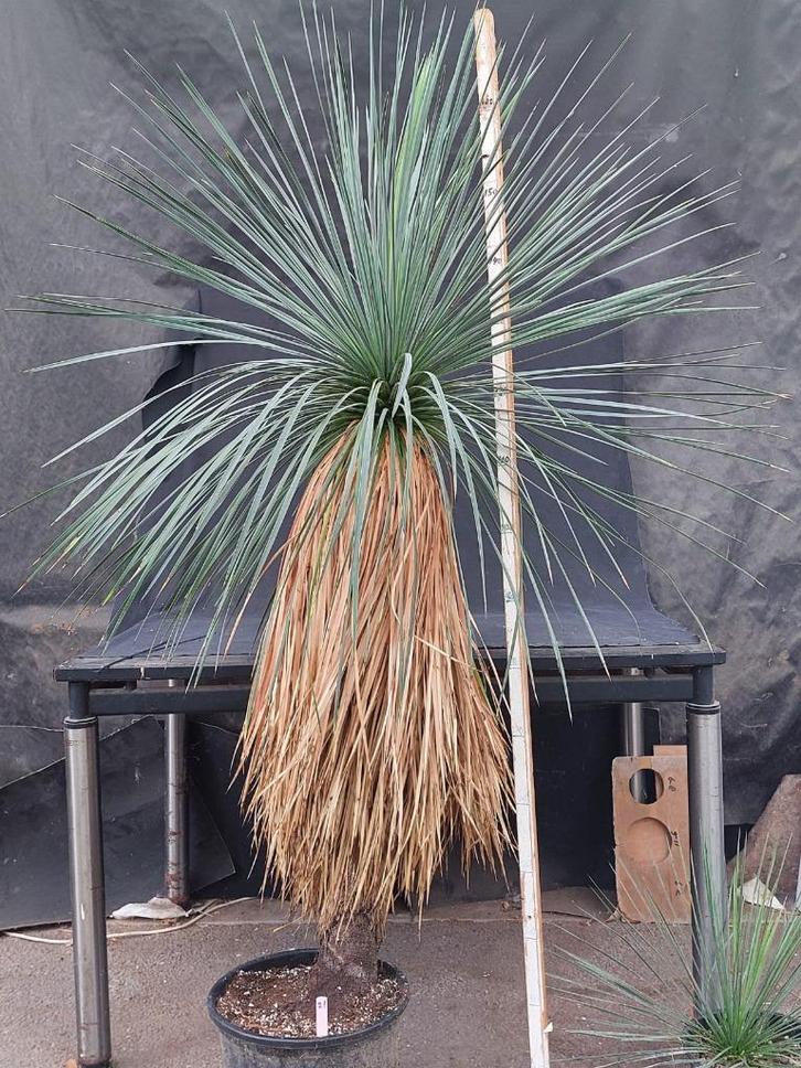 Yucca linearifolia ssp. Saltillo 21, 175 cm, stam 115 cm, Tuin en Terras, Planten | Tuinplanten, Vaste plant, Overige soorten