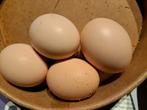 Broedeieren kriel en normaal vers Wyandotte, W-Barnevelder, Dieren en Toebehoren, Pluimvee, Mannelijk, Kip