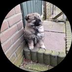 Middenslag keeshond pups, Keeshond, 8 tot 15 weken, Meerdere dieren, Eén hond
