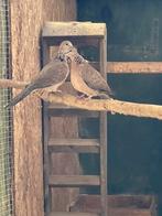 1-1-2 parelhalstortels kweekoppel + nestkoppel, Dieren en Toebehoren, Meerdere dieren, Overige soorten