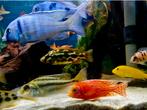 Malawi cichliden veelal f1 (10-25) cm mooi op kleur., Dieren en Toebehoren, Vissen | Aquariumvissen, Vis, Zoetwatervis, Schoolvis