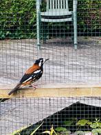 kastanjeruglijster, Dieren en Toebehoren, Meerdere dieren, Tropenvogel, Geringd